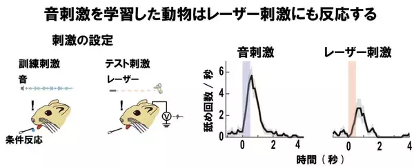 「光で聴覚を呼び起こす「手術が不要な」人工聴覚器の可能性を実証～赤外レーザーによる蝸牛への非接触刺激で、遺伝子操作なしに聴覚を誘導～」の画像