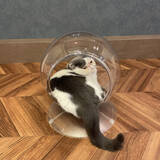 「猫ちゃんの「かわいい」をとことん楽しめる　キャティーマンの全面透明の球体型猫ベッド『Clear spot』新発売」の画像3