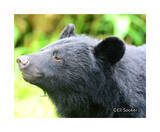 「クラウドファンディング「くま共存エリアを増やしたい」6,629,000円達成記念講演会　西宮市で開催」の画像1