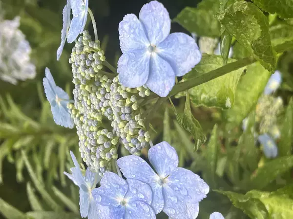 「大阪・舞洲「あじさいフェア2026」開催　あじさい、夕陽、星空へ～初夏を過ごすガーデンステイ～」の画像