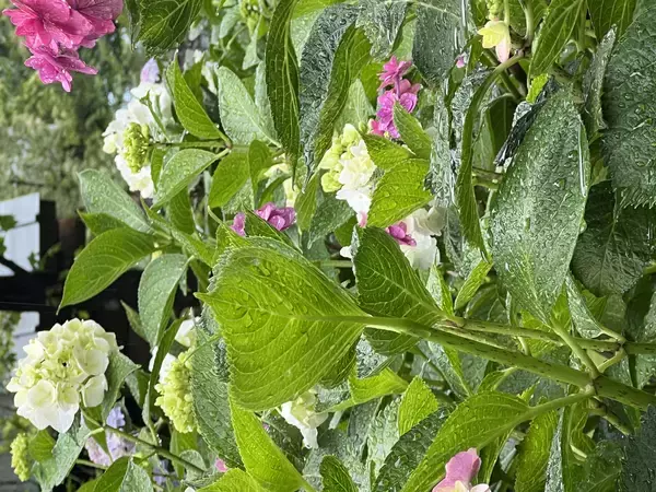 「大阪・舞洲「あじさいフェア2026」開催　あじさい、夕陽、星空へ～初夏を過ごすガーデンステイ～」の画像