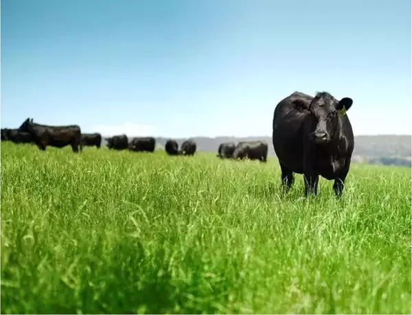 「【100円相当を還元！】オージー・ビーフをお得に味わおう！レシート買取りアプリ「レシチャレ」にてキャンペーンを実施」の画像