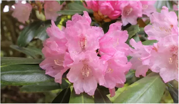 六甲高山植物園 ベストシーズン到来！花木の王様 ツクシシャクナゲが見頃です