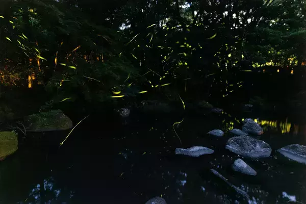 「【伊豆の大川温泉でホタル】「第24回 ほたる観賞の夕べ」《平日に浴衣を着て来訪で地元のクラフトビールもプレゼント‼》」の画像