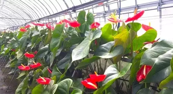 川俣町と近畿大学との連携・協働による震災復興フォーラム　東日本大震災の復興から地域創生へつなぐ14年の歩み