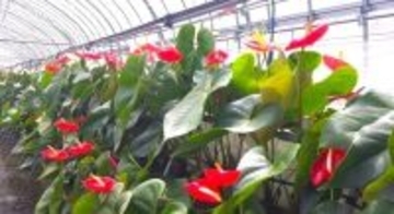 川俣町と近畿大学との連携・協働による震災復興フォーラム　東日本大震災の復興から地域創生へつなぐ14年の歩み