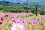 「“避暑×花×リフト×愛犬”の四拍子高原、黒姫GREENGARDENが7/18(土)全面オープン。1,200株のダリア＆犬エリア新オープン」の画像1