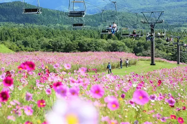 “避暑×花×リフト×愛犬”の四拍子高原、黒姫GREENGARDENが7/18(土)全面オープン。1,200株のダリア＆犬エリア新オープン