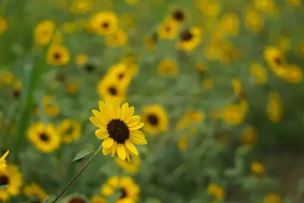 「“避暑×花×リフト×愛犬”の四拍子高原、黒姫GREENGARDENが7/18(土)全面オープン。1,200株のダリア＆犬エリア新オープン」の画像