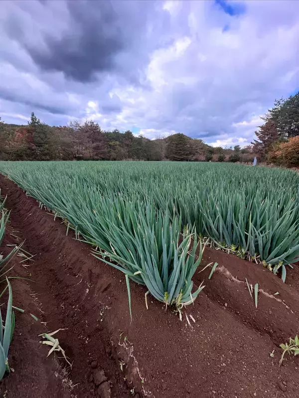 白竜伝説の里から生まれた新ブランド　有機肥料メーカーが作る極太白ネギ「だいわねぎ白竜」2026年1月下旬より道の駅やJA産直で発売