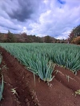 白竜伝説の里から生まれた新ブランド　有機肥料メーカーが作る極太白ネギ「だいわねぎ白竜」2026年1月下旬より道の駅やJA産直で発売