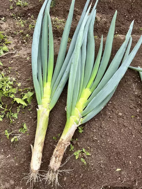 「白竜伝説の里から生まれた新ブランド　有機肥料メーカーが作る極太白ネギ「だいわねぎ白竜」2026年1月下旬より道の駅やJA産直で発売」の画像