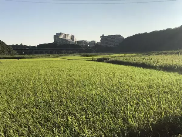 千葉県・ユーカリが丘「子どものことを一番に考えたらユーカリが丘」～昨年310名来場の子育て応援プロジェクト『田植え体験』を5月9日(土)に実施～