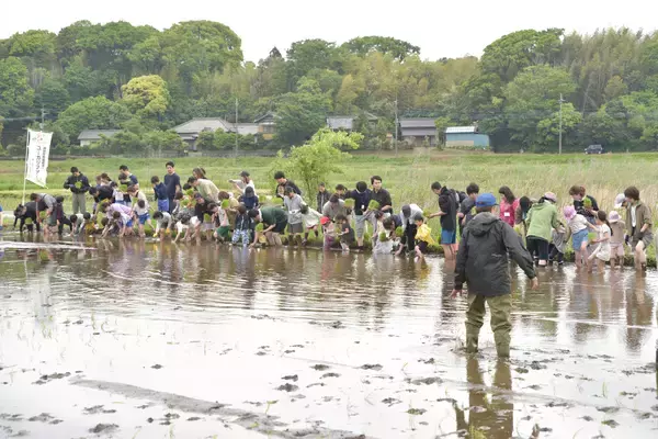 「千葉県・ユーカリが丘「子どものことを一番に考えたらユーカリが丘」～昨年310名来場の子育て応援プロジェクト『田植え体験』を5月9日(土)に実施～」の画像