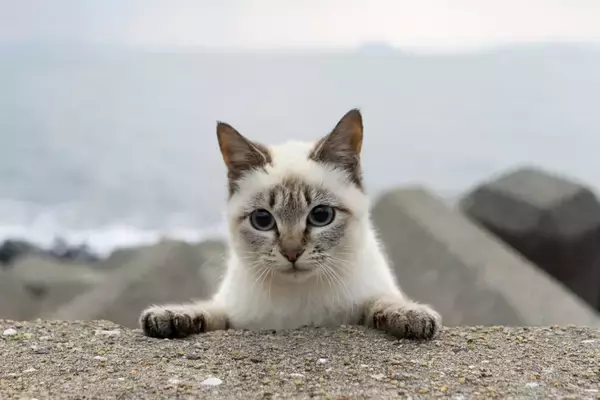 「写真家 五十嵐 健太の飛び猫10周年記念「島猫そらら写真展」を10月2日から新宿マルイアネックスで開催」の画像