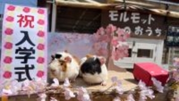 春色に染まる「のじま動物園」で動物たちとのふれあい体験『春のどうぶつえんまつり』 3月・4月に開催！