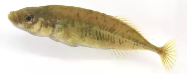 学術上“存在しない魚”だった希少淡水魚ムサシトミヨ　60年を経て、ついに「新種」として記載される