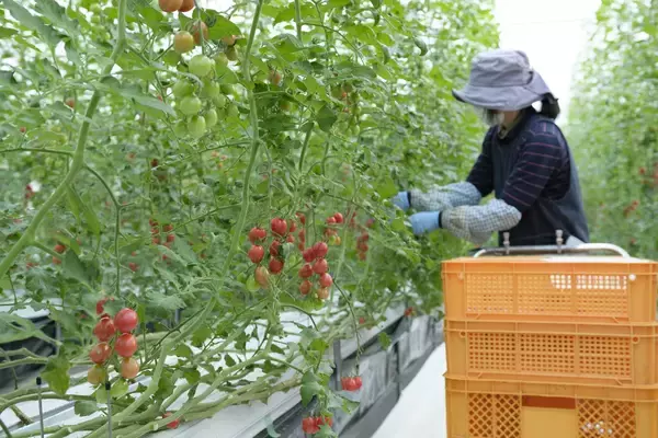 「三原市が生んだトマトとスイーツの共演　ウェルビーイング野菜が繋ぐ、夢のコラボスイーツ「とろけるトマトバスクチーズケーキ」誕生！1月中旬より、各種サイトで販売開始」の画像