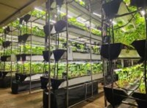 気候に左右されない“次世代わさび栽培”を小樽で実現- 本物のわさびを味わう工場見学ツアーを11月28日開始 -