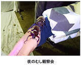 「六甲高山植物園 × 伊丹市昆虫館夏イベント 「しょくぶつとむし」 開催決定！」の画像3