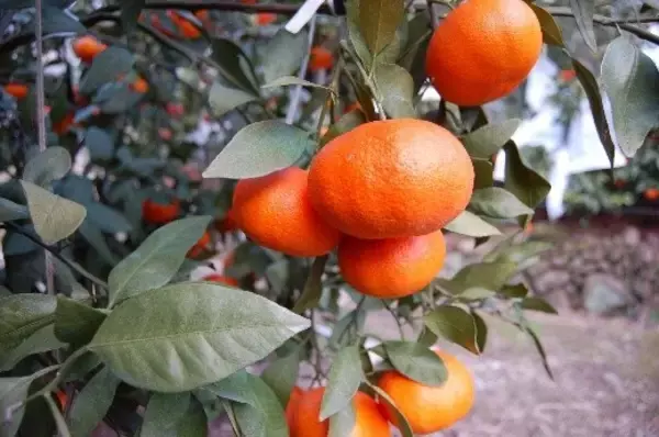 「JA全農とJR西日本の地域振興支援プロジェクト　JR大阪駅で「みのりみのるマルシェ 愛媛の実り」を2月22日に開催」の画像