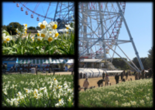 【葛西臨海公園】約5万7千球のスイセンの開花に合わせて「水仙まつり」を2/7・2/8に開催