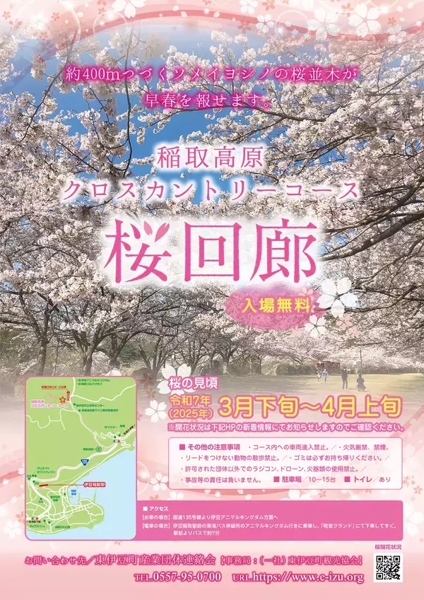 春満開！東伊豆町稲取高原の「桜回廊」花びら舞う散策路 (2025年3月27 