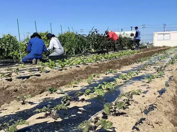 「滋慶学園、マイファームの連携による商品開発 学生が栽培した農作物とお弁当コラボの取組のご案内」の画像