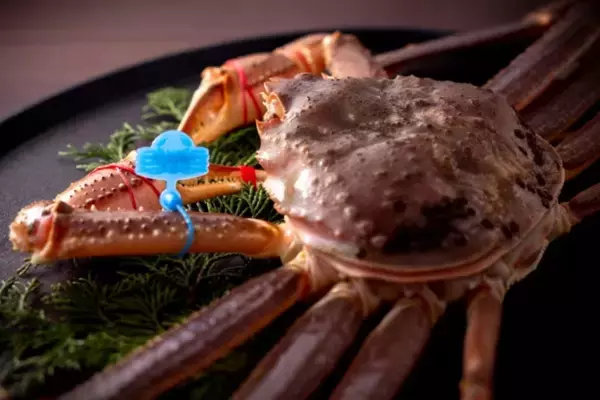 京都・夕日ヶ浦温泉　 禁漁迫る松葉蟹と但馬牛の期間限定会席で、今冬を結ぶ一席 【もう一つの京都　雨情草庵】