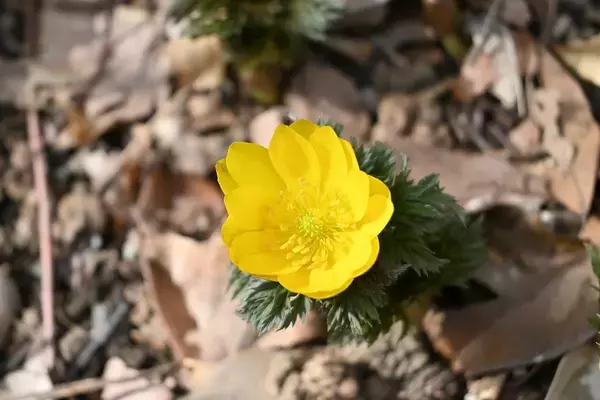 「福寿草」が開花を迎える　