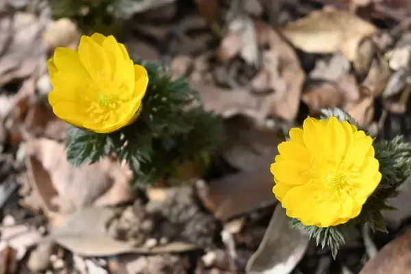 「「福寿草」が開花を迎える　」の画像