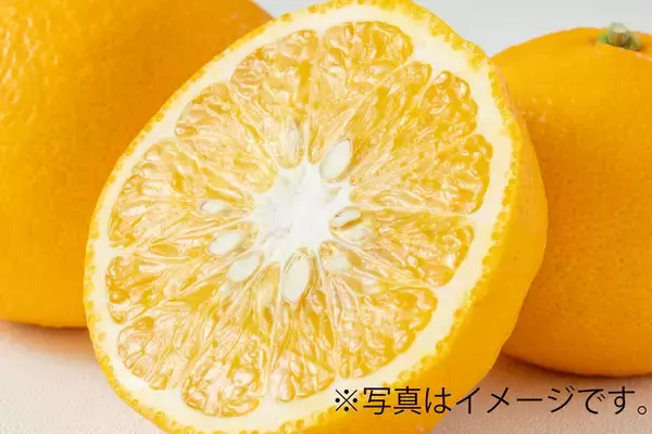 「【道の駅木更津うまくたの里】週末恒例の詰め放題、好評につき継続開催決定！農産物詰め放題がさらにグレードアップ、「甘夏」や「いちご」の果物が新登場！」の画像