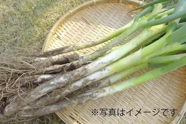 「【道の駅木更津うまくたの里】週末恒例の詰め放題、好評につき継続開催決定！農産物詰め放題がさらにグレードアップ、「甘夏」や「いちご」の果物が新登場！」の画像