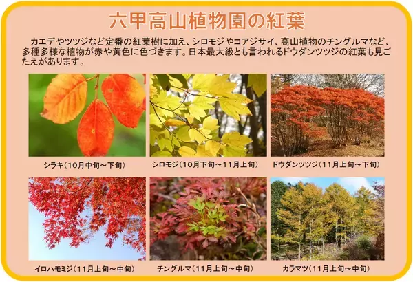 六甲高山植物園 市街地より一足早い秋の訪れ紅葉見頃 10月下旬～11月下旬「ひかりの森～夜の芸術散歩～」開催！