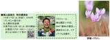 「六甲高山植物園 市街地より一足早い秋の訪れ紅葉見頃 10月下旬～11月下旬「ひかりの森～夜の芸術散歩～」開催！」の画像4