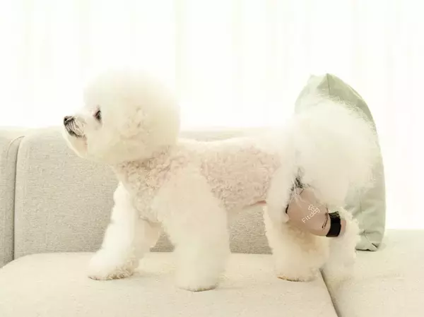 韓国発・犬体工学サポーター『Fitdog(フィットドッグ)』　楽天市場進出に続き、日本の有力バイヤーから問い合わせが相次ぐ！B2B市場への本格参入を開始