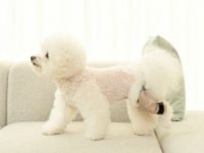 韓国発・犬体工学サポーター『Fitdog(フィットドッグ)』　楽天市場進出に続き、日本の有力バイヤーから問い合わせが相次ぐ！B2B市場への本格参入を開始