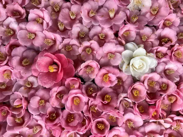 通常非公開の尼門跡寺院　京都・霊鑑寺　～3月20日より、椿が咲き誇る庭園や書院を特別公開～