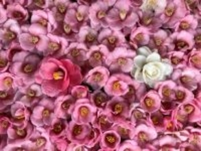 通常非公開の尼門跡寺院　京都・霊鑑寺　～3月20日より、椿が咲き誇る庭園や書院を特別公開～