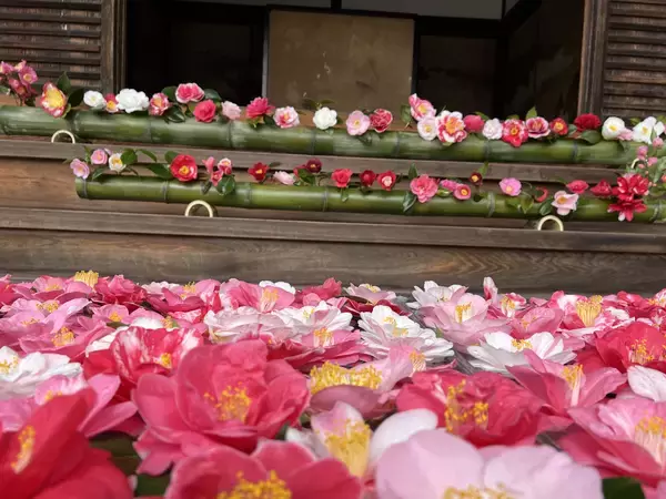 「通常非公開の尼門跡寺院　京都・霊鑑寺　～3月20日より、椿が咲き誇る庭園や書院を特別公開～」の画像