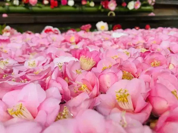 「通常非公開の尼門跡寺院　京都・霊鑑寺　～3月20日より、椿が咲き誇る庭園や書院を特別公開～」の画像