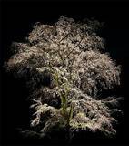 「【開催日決定】3/18(水)～3/24(火)に春のライトアップイベント「春夜の六義園 夜間特別観賞」を実施します」の画像3