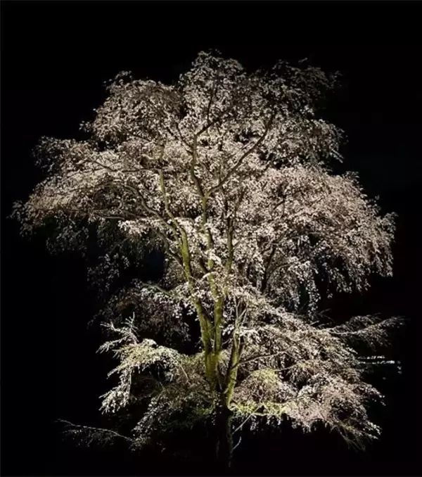 「【開催日決定】3/18(水)～3/24(火)に春のライトアップイベント「春夜の六義園 夜間特別観賞」を実施します」の画像