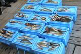 「【テレビ新広島】海の恵みに感謝するココロを育むフィッシングツアー「わんぱく釣りごろつられごろ」の参加小学生を募集」の画像4