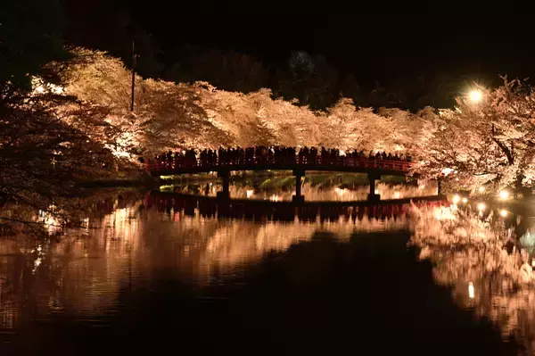 「弘前市、ふるさと納税で「弘前公園さくらオーナー」を募集」の画像