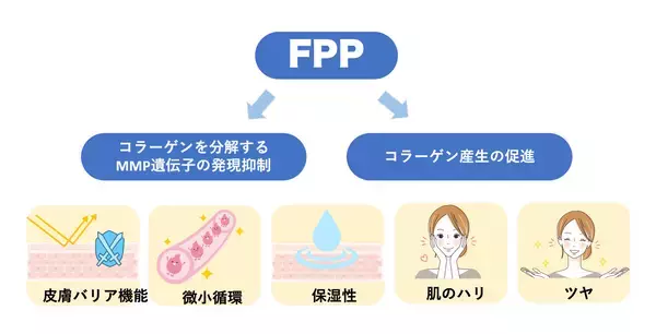 FPPによる皮膚のコラーゲン産生促進と微小循環改善を報告肌の老化予防に向けた新たなインナーケアの可能性