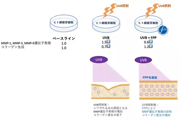 「FPPによる皮膚のコラーゲン産生促進と微小循環改善を報告肌の老化予防に向けた新たなインナーケアの可能性」の画像