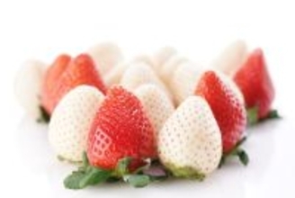 「いちご屋水信」へようこそ！ 水信ストロベリーフェスティバルを開催中