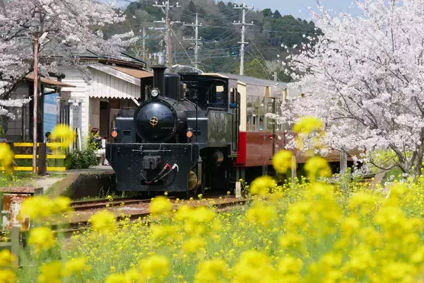 ベストシーズン到来！菜の花満開の千葉・小湊鐵道沿線を遊び尽くそう