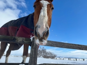 SNSフォロワー1万人超の元競走馬「ターボさん」の公式写真販売を開始、株式会社ハッピースマイルとオーナーが契約締結